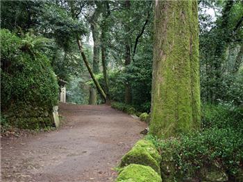 Group visits in the Mata Nacional do Buçaco