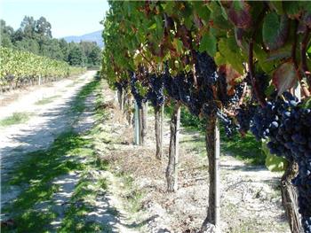 As  Vindimas na Bairrada