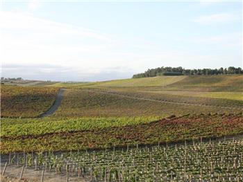 Mancha Vitícola - Paredes do Bairro