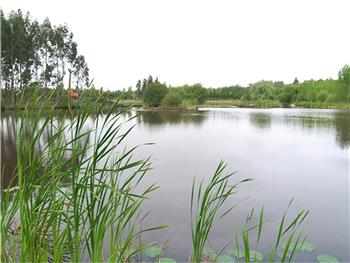 Lagoa dos Coadiçais ou dos Cedros