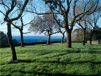 Mata Nacional do Buçaco