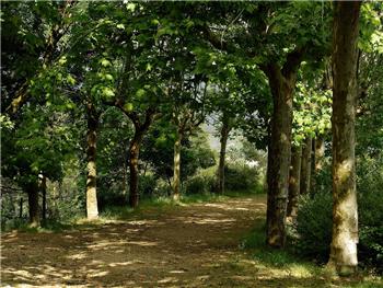 Mata Nacional de Vale de Canas